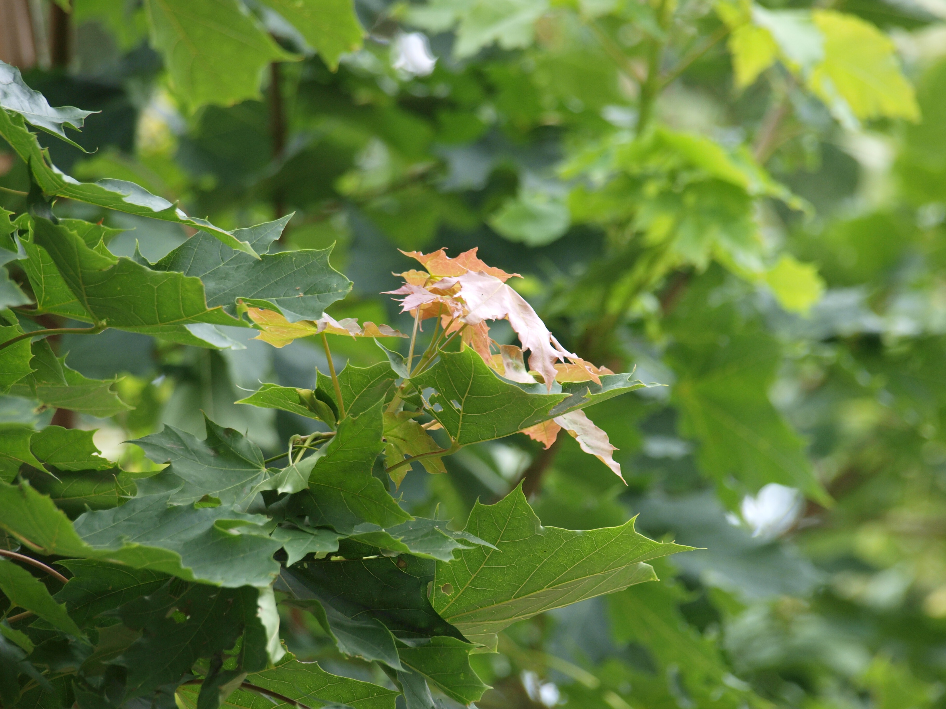 Acer platanoides columnare-1